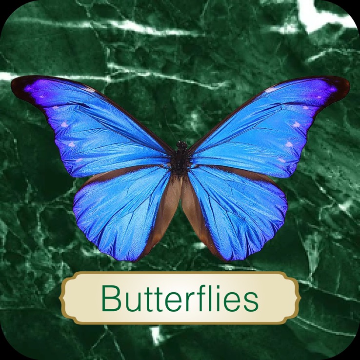 Butterfly Art